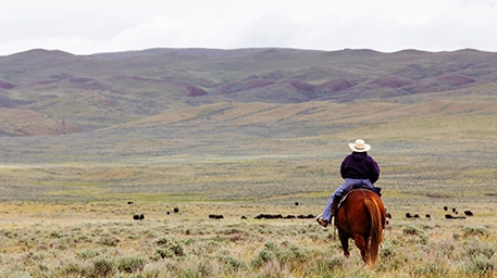 man on horse with cattle in montana